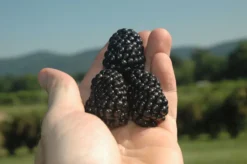 Prime-Ark® Freedom Primocane Blackberry 5 Prime-Ark® Freedom Primocane Blackberry -Trees & Plants Shop 2242 960x960 1