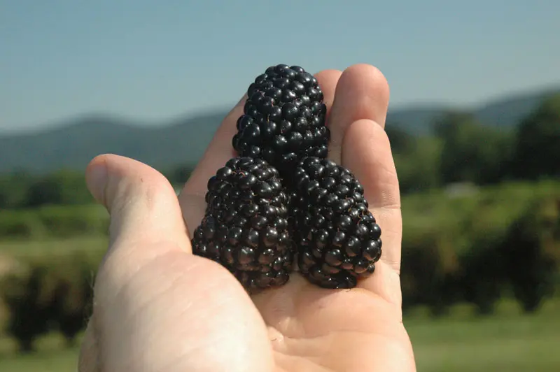 Prime-Ark® Freedom Primocane Blackberry 3 Prime-Ark® Freedom Primocane Blackberry - Image 3