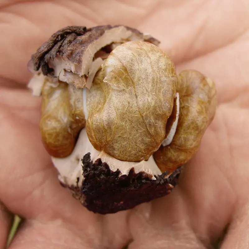 Stark® Black Gem® Walnut 2 Stark® Black Gem® Walnut - Image 2