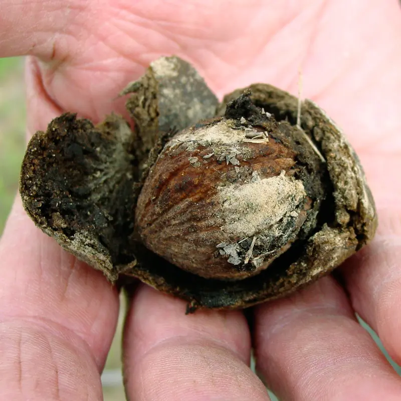 Stark® Black Gem® Walnut 3 Stark® Black Gem® Walnut - Image 3