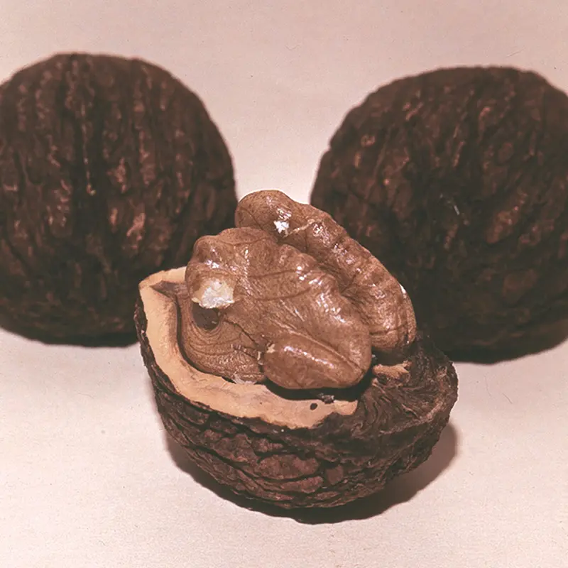 Stark® Black Gem® Walnut 4 Stark® Black Gem® Walnut - Image 4