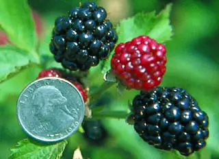 Arapaho Erect Thornless Blackberry 2 Arapaho Erect Thornless Blackberry - Image 2