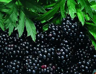 Chester Thornless Blackberry 2 Chester Thornless Blackberry - Image 2