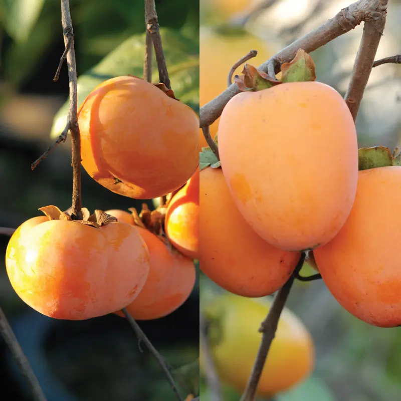 Double Play Asian Persimmon Tree Collection 1 Double Play Asian Persimmon Tree Collection