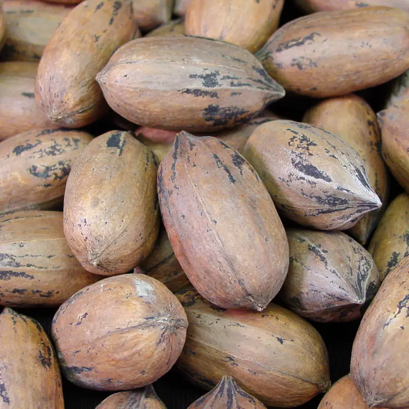 Triple Play Pecan Tree Collection 1 Triple Play Pecan Tree Collection