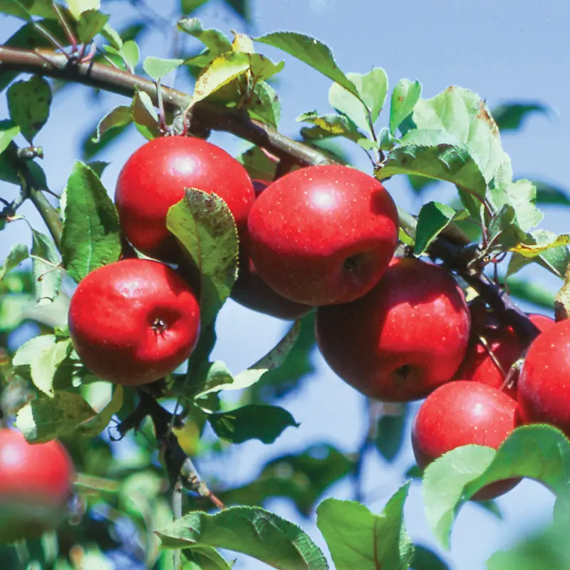 Starkspur® Red Rome Beauty Apple 1 Starkspur® Red Rome Beauty Apple