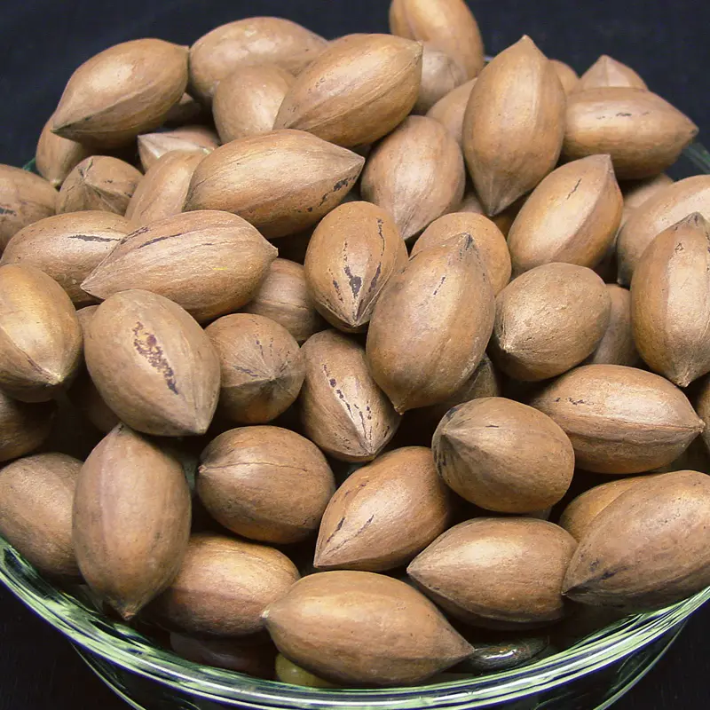 Kanza Pecan 1 Kanza Pecan