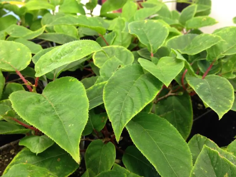 Hardy Kiwi Pollinator 1 Hardy Kiwi Pollinator