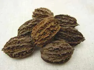 Stark® Bountiful™ Butternut 1 Stark® Bountiful™ Butternut