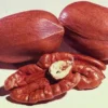 Starking® Hardy Giant™ Pecan
