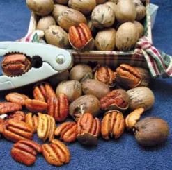 Starking® Southern Giant Pecan