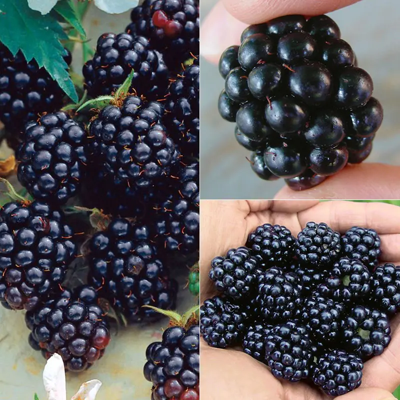 All Summer Long Blackberry Plant Collection 1 All Summer Long Blackberry Plant Collection