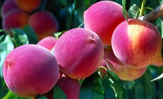 Reliance Peach 2 Reliance Peach - Image 2