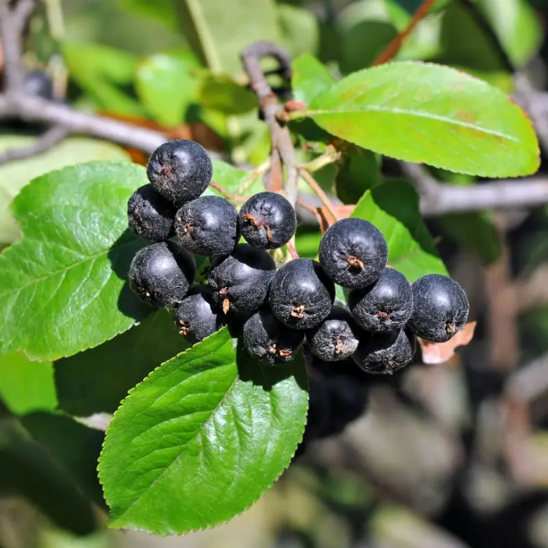 Nero Aronia Berry 1 Nero Aronia Berry