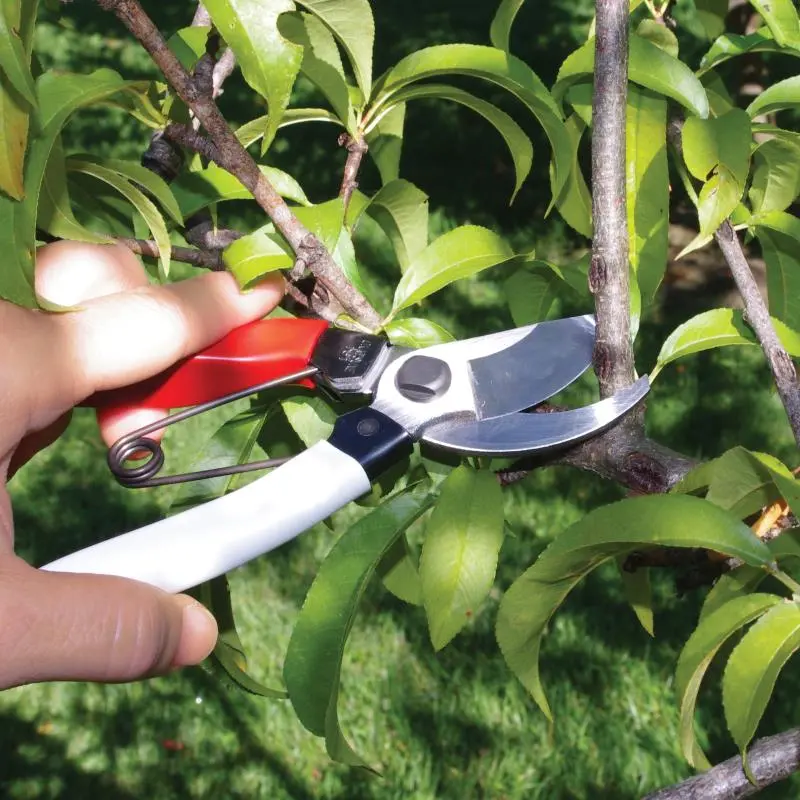 Okatsune Pruners 2 Okatsune Pruners - Image 2