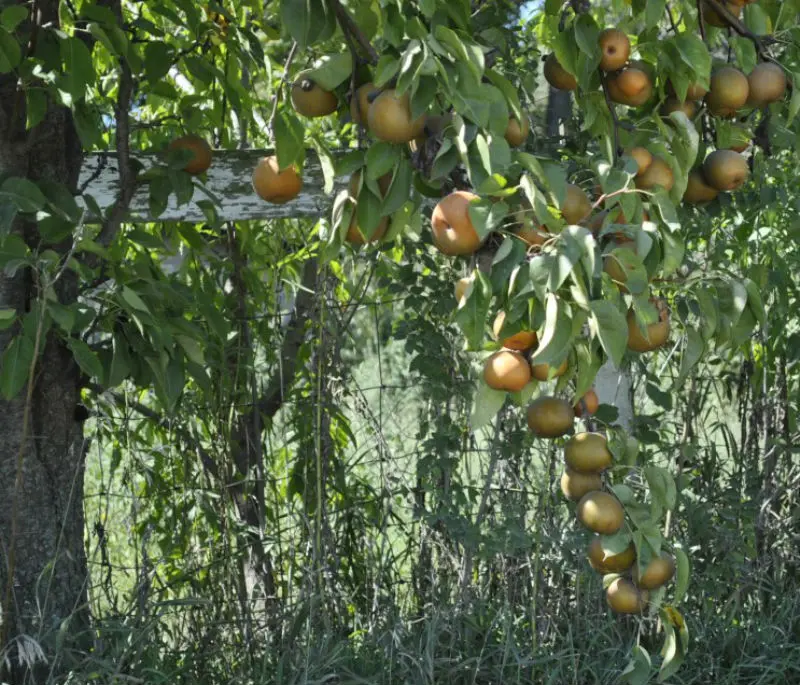 Starking® Hardy Giant™ Asian Pear 2 Starking® Hardy Giant™ Asian Pear - Image 2
