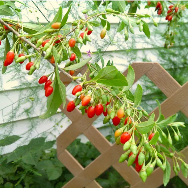 Vermilion Sunset® Goji 1 Vermilion Sunset® Goji