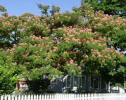E H Wilson Mimosa 7 E H Wilson Mimosa -Trees & Plants Shop 309 960x960 1