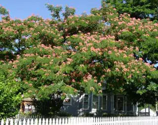 E H Wilson Mimosa 4 E H Wilson Mimosa - Image 4