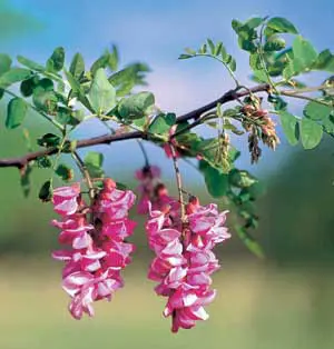 Purple Robe Locust 1 Purple Robe Locust