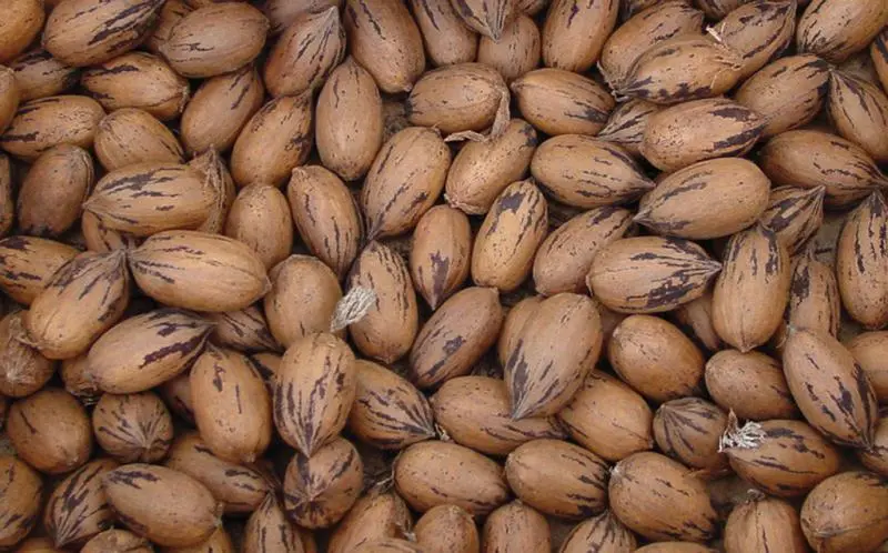 Pawnee Pecan 3 Pawnee Pecan - Image 3