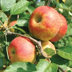 Cox's Orange Pippin Antique Apple