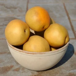 Peggy Asian Pear 5 Peggy Asian Pear -Trees & Plants Shop 3173 960x960 1