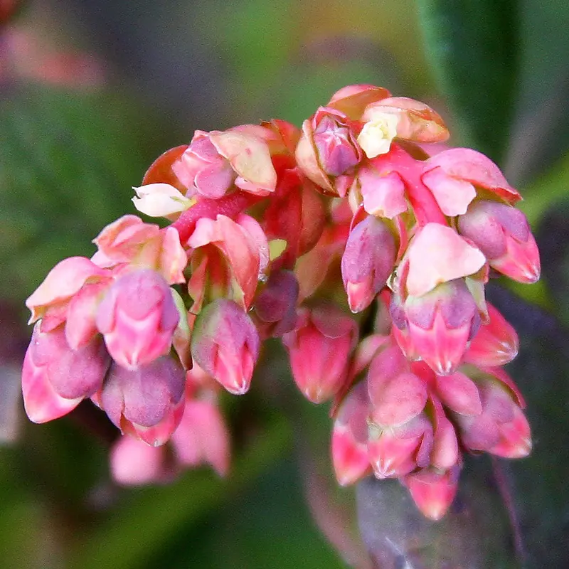 Bushel And Berry® Peach Sorbet® Blueberry 5 Bushel And Berry® Peach Sorbet® Blueberry - Image 5