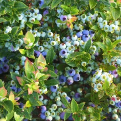 Bushel And Berry® Jelly Bean® Blueberry 7 Bushel And Berry® Jelly Bean® Blueberry -Trees & Plants Shop 3229 960x960 1