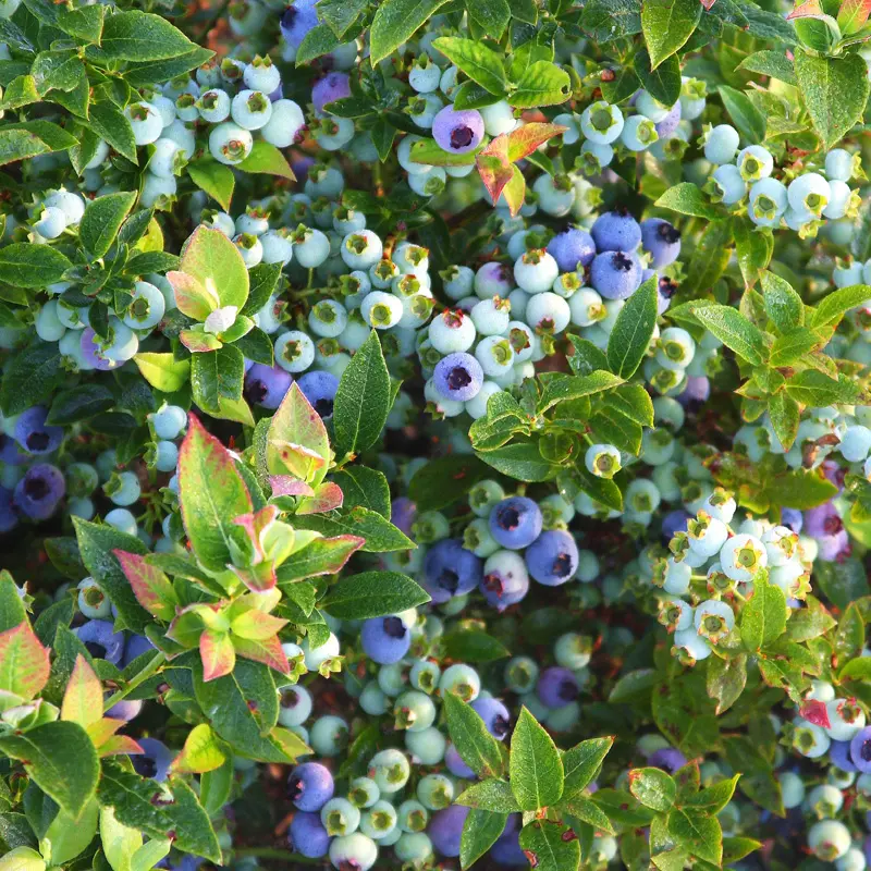 Bushel And Berry® Jelly Bean® Blueberry 3 Bushel And Berry® Jelly Bean® Blueberry - Image 3