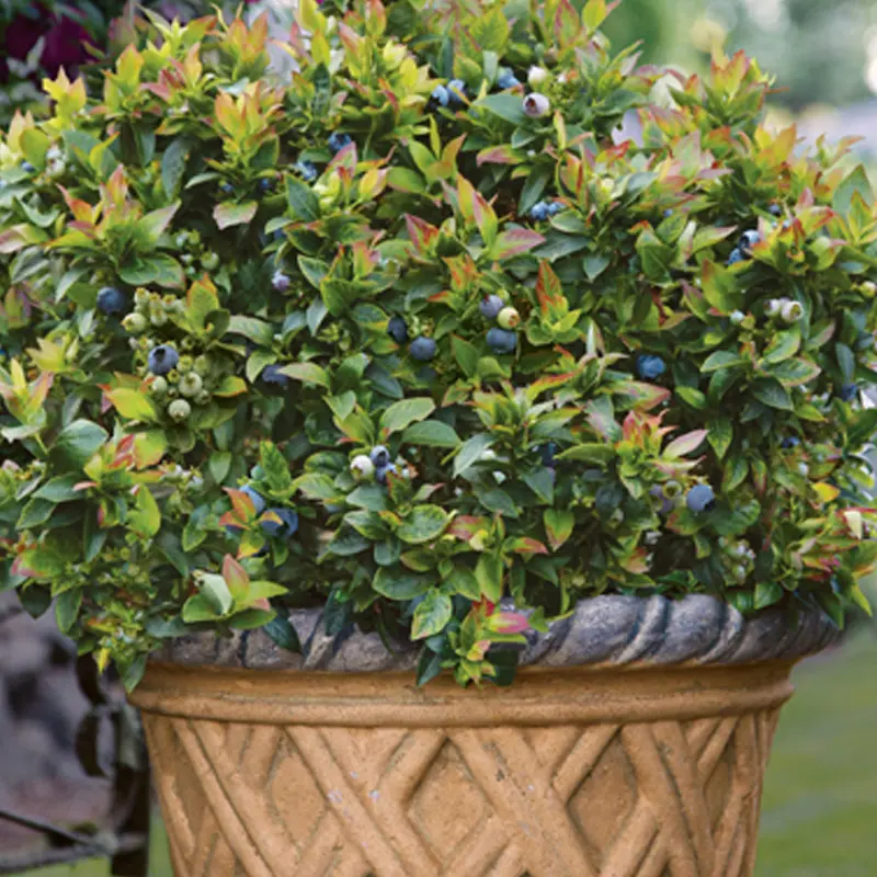 Bushel And Berry® Jelly Bean® Blueberry 1 Bushel And Berry® Jelly Bean® Blueberry