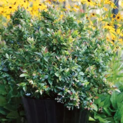 Bushel And Berry® Jelly Bean® Blueberry 9 Bushel And Berry® Jelly Bean® Blueberry -Trees & Plants Shop 3233 960x960 1