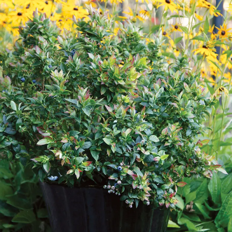 Bushel And Berry® Jelly Bean® Blueberry 5 Bushel And Berry® Jelly Bean® Blueberry - Image 5