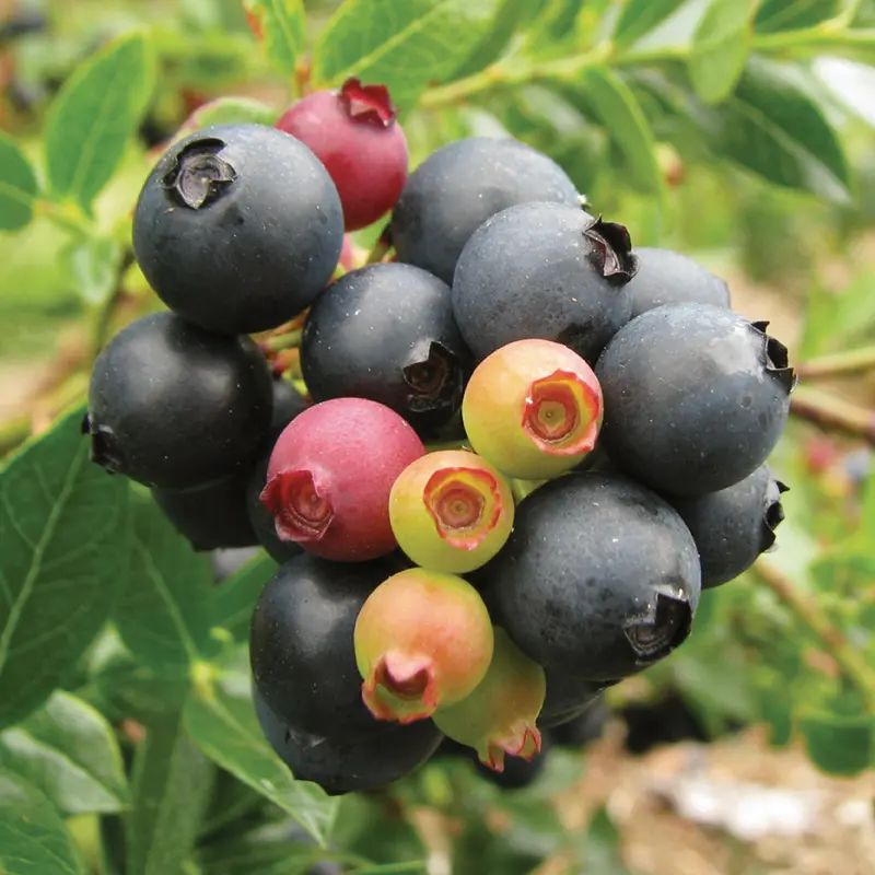 Bushel And Berry® BerryBux™ Blueberry 3 Bushel And Berry® BerryBux™ Blueberry - Image 3