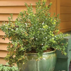 Bushel And Berry® BerryBux™ Blueberry 7 Bushel And Berry® BerryBux™ Blueberry -Trees & Plants Shop 3237 960x960 1