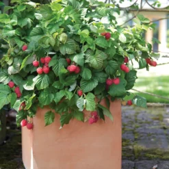 Bushel And Berry® Raspberry Shortcake® -Trees & Plants Shop 3245 960x960 1