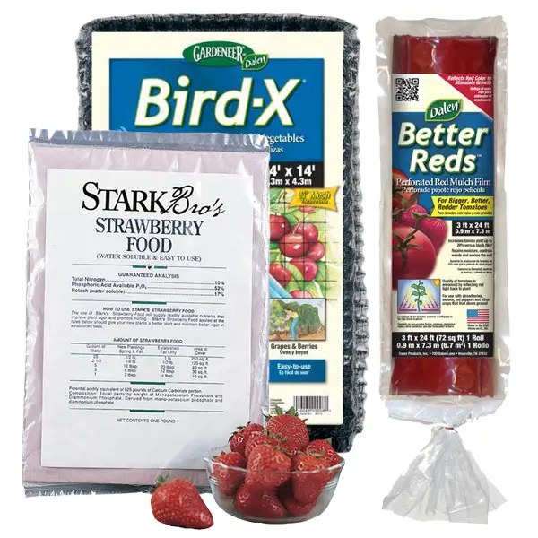 Strawberry Plant Success Kit 1 Strawberry Plant Success Kit