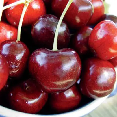 Starking® Hardy Giant™ Antique Sweet Cherry 1 Starking® Hardy Giant™ Antique Sweet Cherry