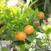 Calamondin Orange