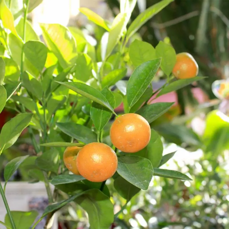 Calamondin Orange 1 Calamondin Orange