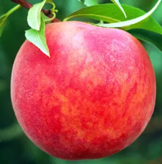 Starking® Delicious™ Peach 1 Starking® Delicious™ Peach