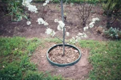 GreenWell™ Water Saver 5 GreenWell™ Water Saver -Trees & Plants Shop 3434 960x960 1