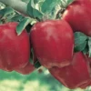 Starkrimson® Red Delicious Apple
