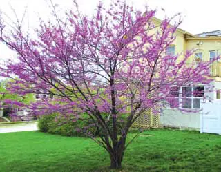 American Redbud 1 American Redbud
