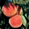 Flamin' Fury® Jumbo Peach
