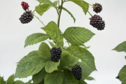 Bushel And Berry® Baby Cakes® Blackberry -Trees & Plants Shop 3792 960x960 1