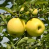 Stark® Golden Delicious Apple