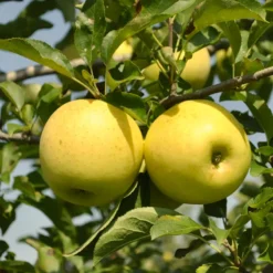 Stark® Golden Delicious Apple