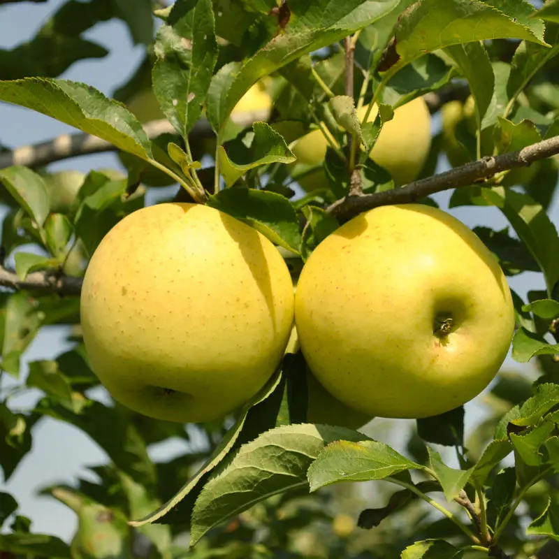 Stark® Golden Delicious Apple 1 Stark® Golden Delicious Apple