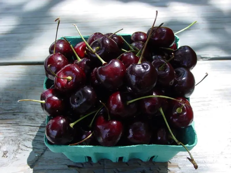 Sam Sweet Cherry 1 Sam Sweet Cherry